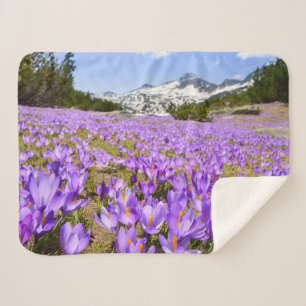 Flowers   Crocus Pirin Mountain Park Bulgaria Sherpa Blanket