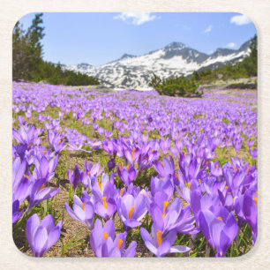 Flowers   Crocus Pirin Mountain Park Bulgaria Square Paper Coaster