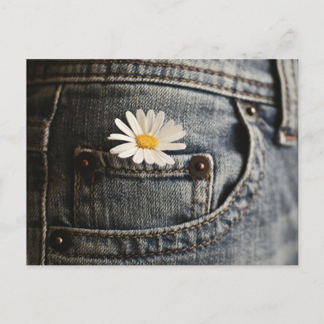 Flowers | Daisy in Jeans Pocket Postcard (Front)