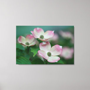 Flowers Dogwood Blossoms Canvas Print
