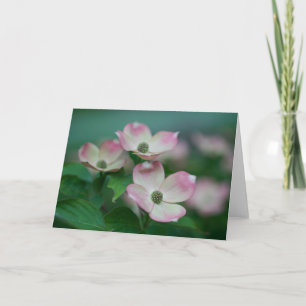 Flowers Dogwood Blossoms Card