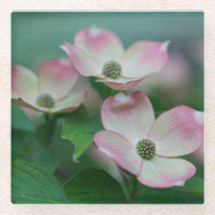 Flowers Dogwood Blossoms Glass Coaster