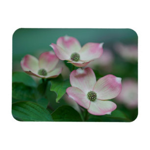 Flowers Dogwood Blossoms Magnet