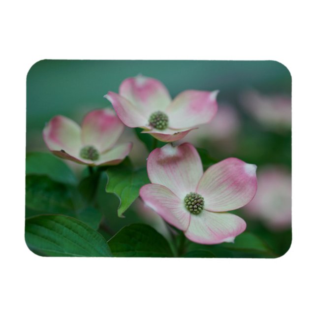 Flowers | Dogwood Blossoms Magnet (Horizontal)