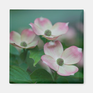 Flowers Dogwood Blossoms Magnet