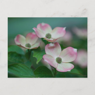 Flowers | Dogwood Blossoms Postcard