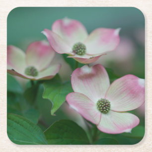 Flowers   Dogwood Blossoms Square Paper Coaster