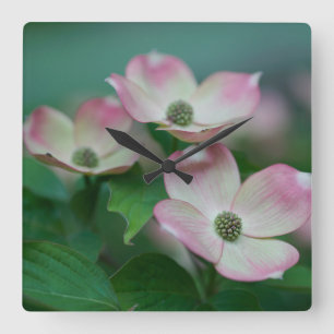 Flowers Dogwood Blossoms Square Wall Clock