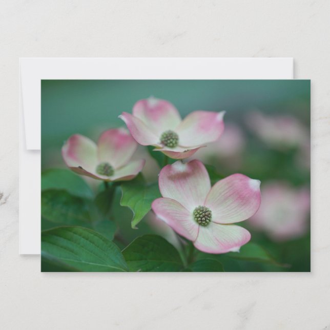 Flowers | Dogwood Blossoms Thank You Card (Front)