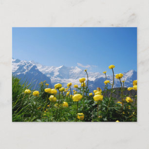 Flowers Eiger Monch Swiss Alps Postcard