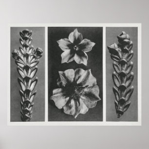 Flowers Enlarged Poster
