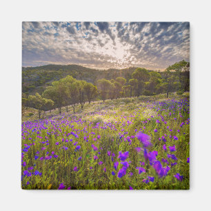 Flowers Flinders Ranges Australia Magnet