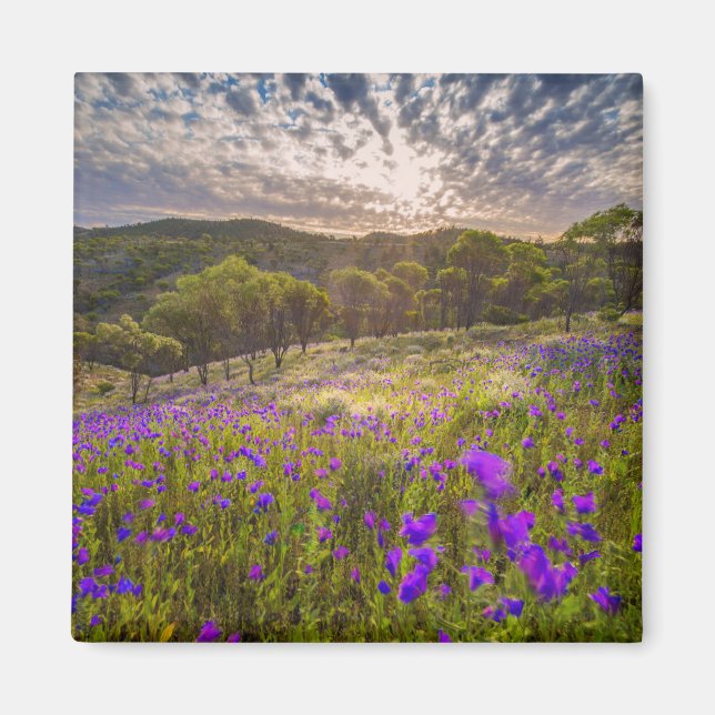 Flowers | Flinders Ranges Australia Magnet (Front)