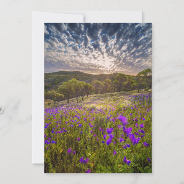 Flowers | Flinders Ranges Australia Thank You Card (Front)