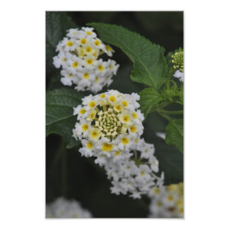 Flowers - Flores Photo Print