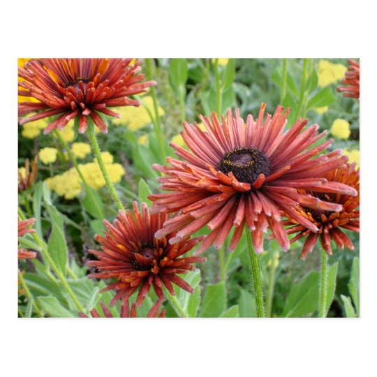 Flowers for All Postcard