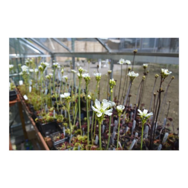 Flowers from Venus Flytraps Photo Print (Front)