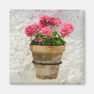 Flowers   Geranium In Flower in Pot Magnet