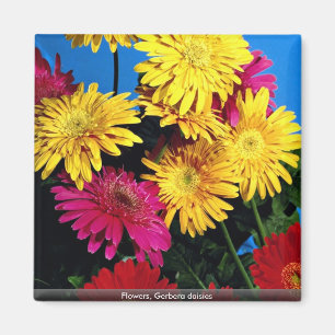 Flowers, Gerbera daisies Magnet