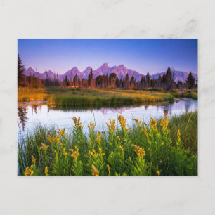 Flowers   Grand Teton National Park, Wyoming Postcard