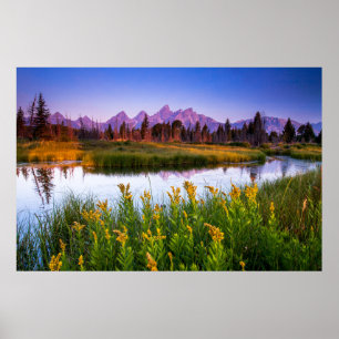 Flowers Grand Teton National Park, Wyoming Poster