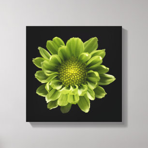 Flowers   Green Chrysanthemum Canvas Print