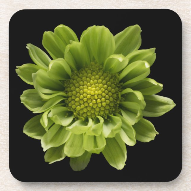 Flowers | Green Chrysanthemum Coaster (Front)