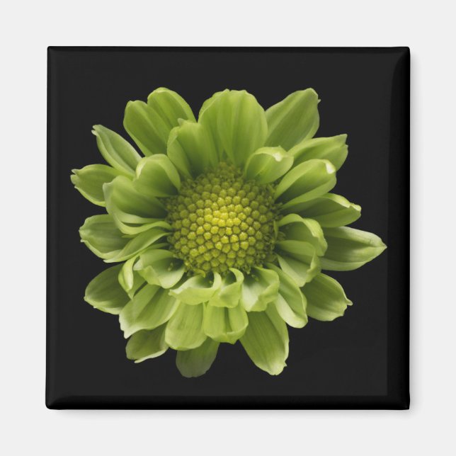 Flowers | Green Chrysanthemum Magnet (Front)