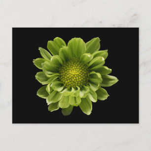 Flowers Green Chrysanthemum Postcard