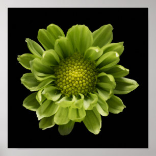 Flowers   Green Chrysanthemum Poster