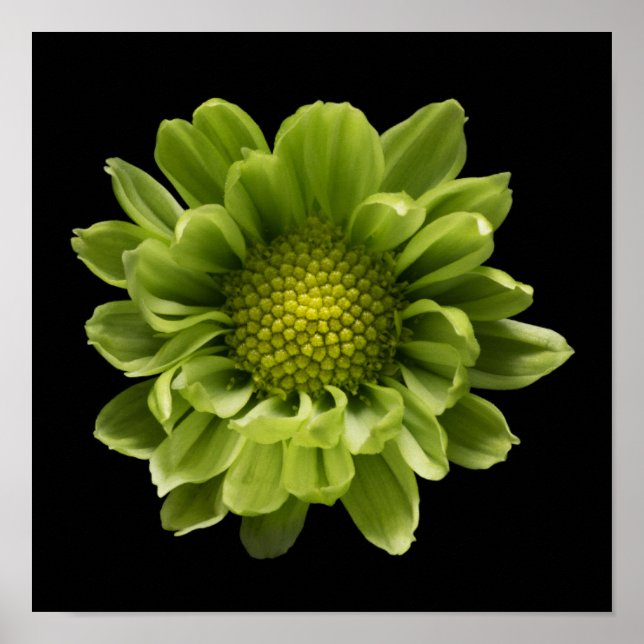 Flowers | Green Chrysanthemum Poster (Front)