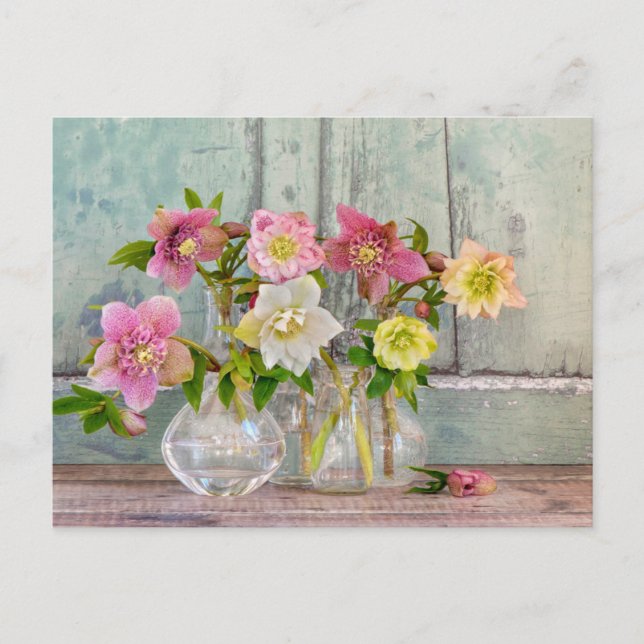 Flowers | Hellebores in Vases Postcard (Front)
