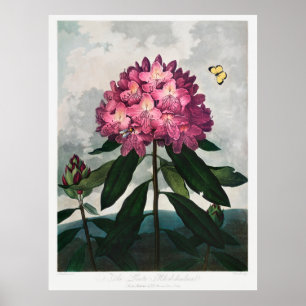 Flowers Illustration 2 Poster