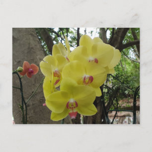 Flowers in Chiang Mai Thailand Postcard