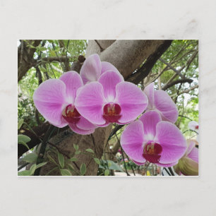 Flowers  in Chiang Mai Thailand Postcard