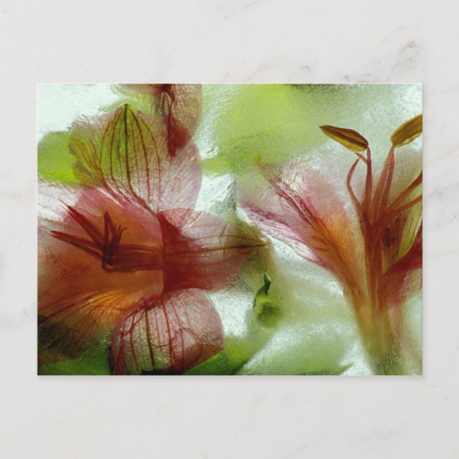 Flowers in ice postcard (Front)