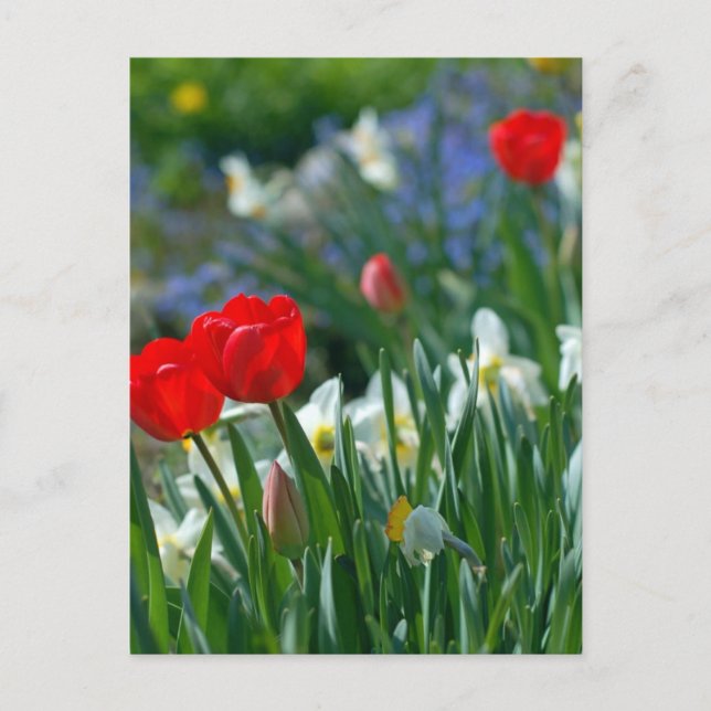 Flowers in May Postcard (Front)