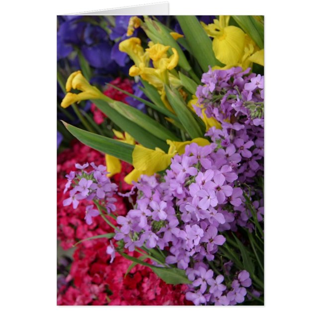 Flowers in Multiple Colours (Front)