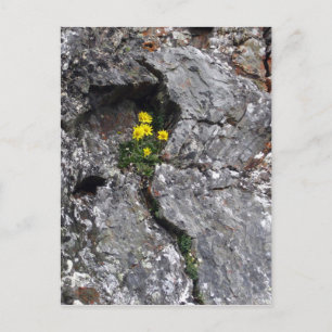 Flowers in Rock Postcard