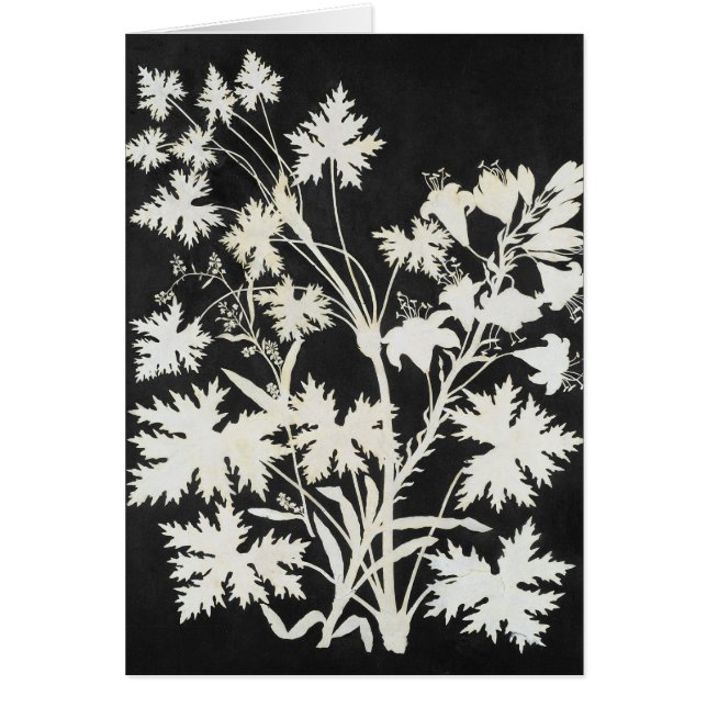 Flowers in Silhouette (Front)