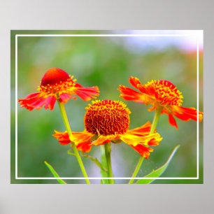 Flowers in the Garden Poster