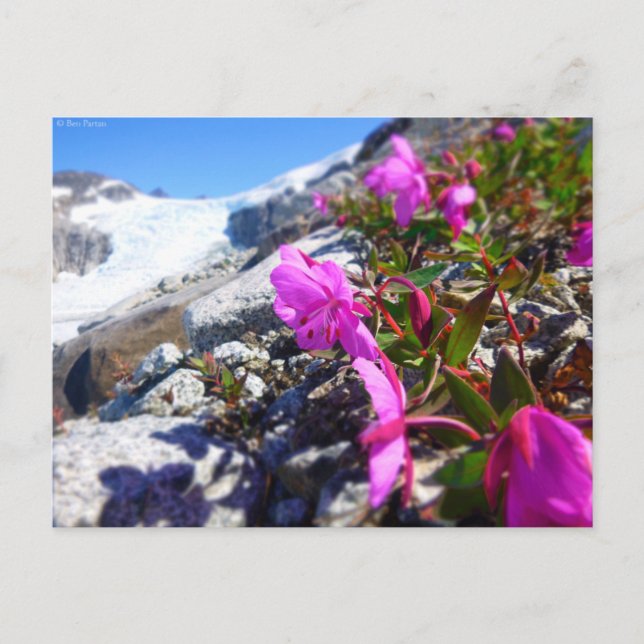 Flowers in the Gilkey Trench Postcard (Front)