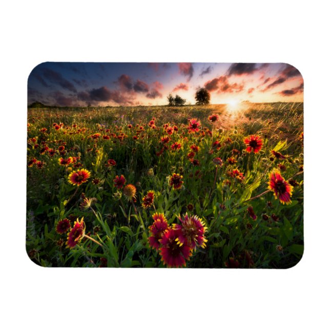 Flowers | Indian Blanket Wildflower Texas Magnet (Horizontal)
