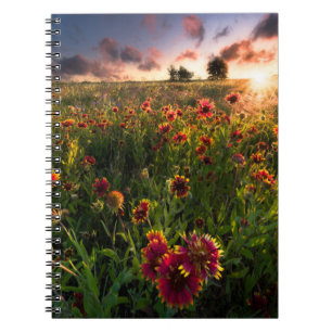 Flowers Indian Blanket Wildflower Texas Notebook