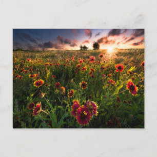 Flowers   Indian Blanket Wildflower Texas Postcard