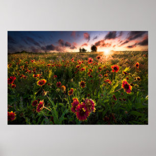 Flowers   Indian Blanket Wildflower Texas Poster