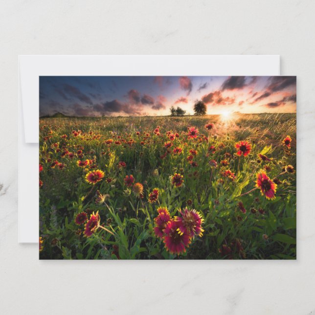 Flowers | Indian Blanket Wildflower Texas Thank You Card (Front)