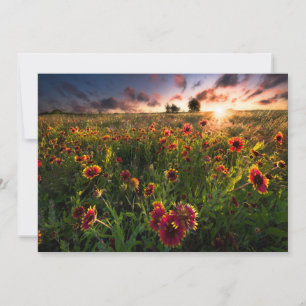 Flowers   Indian Blanket Wildflower Texas Thank You Card