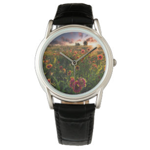 Flowers Indian Blanket Wildflower Texas Watch