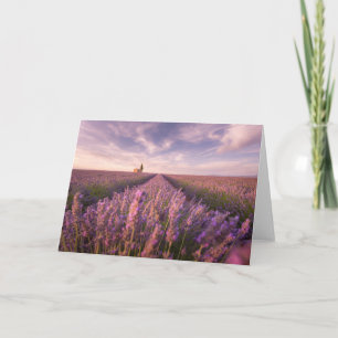 Flowers Lavender Southern France Card